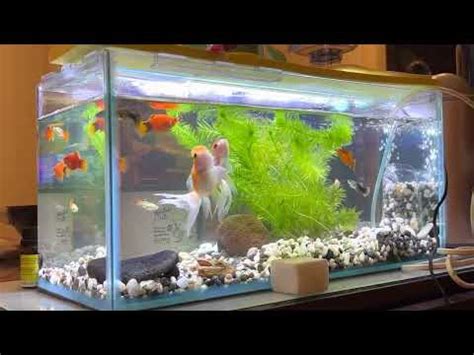 金魚可以跟什麼魚一起養|金魚飼養新手入門：8個金魚飼養技巧大公開（新手必讀）